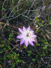Passiflora urbaniana