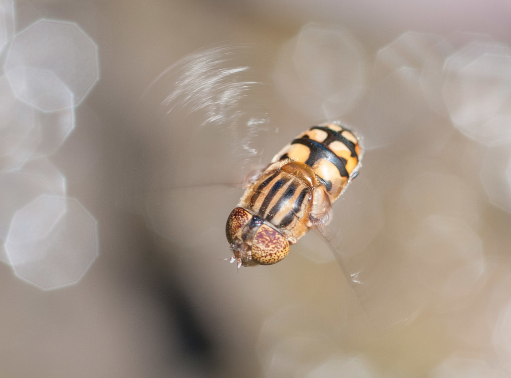 Native Drone Fly