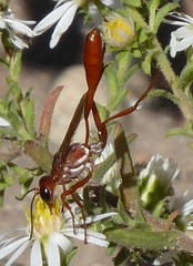 Ammophila ferruginosa