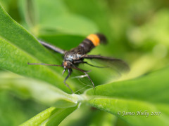 Synanthedon exitiosa