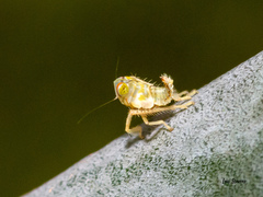 Deltocephalini