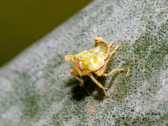 Deltocephalini