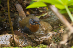 Scelorchilus rubecula