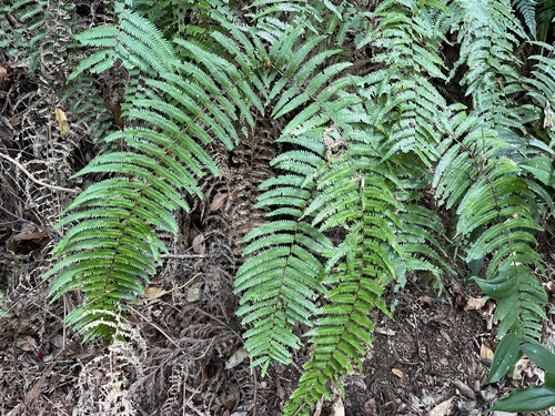 Diploterigium glaucum (Diplopterygium glaucum)