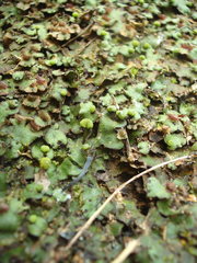 Marchantia foliacea