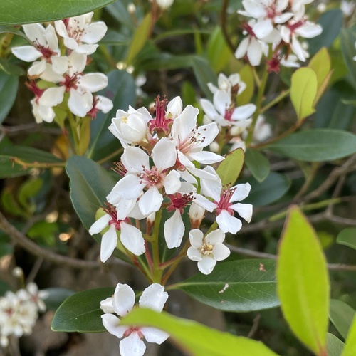 Rhaphiolepis umbellata