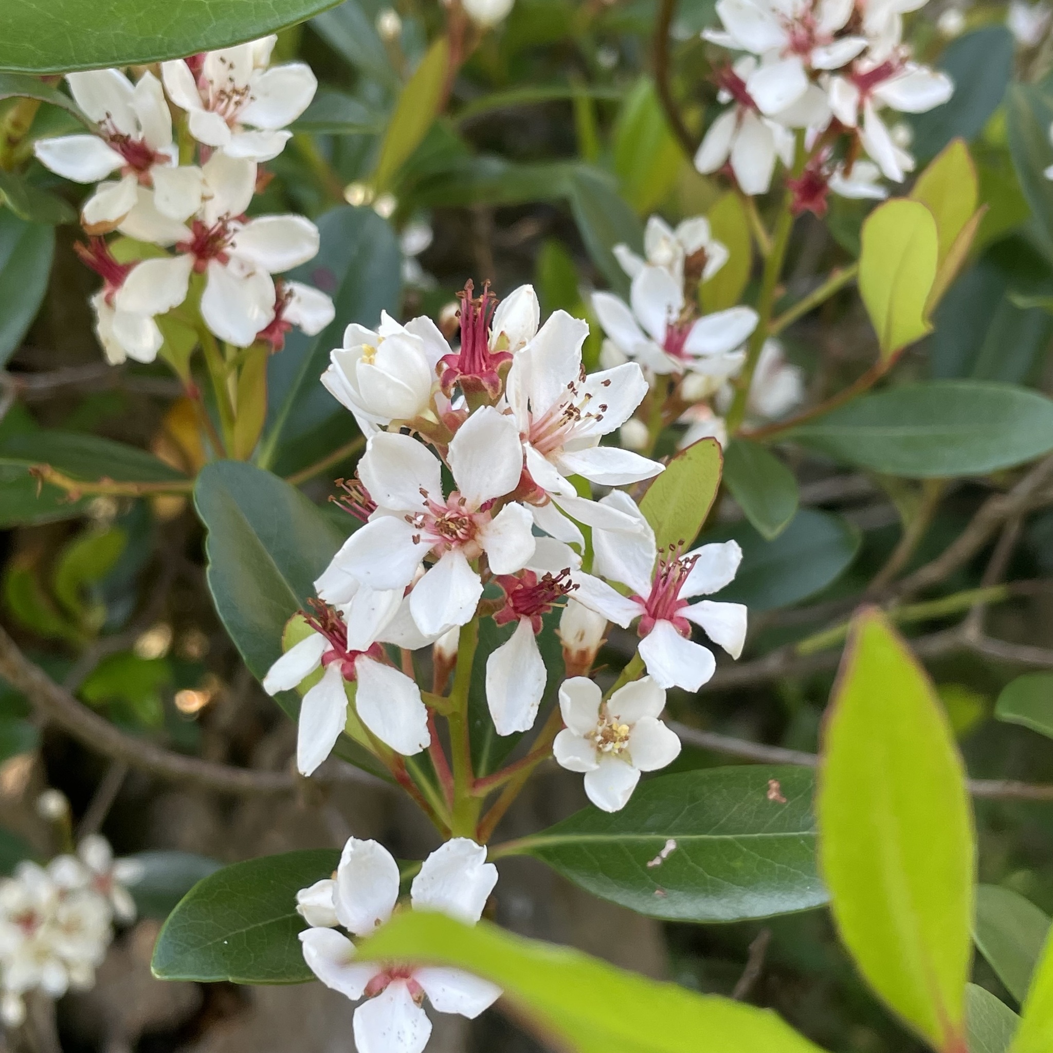Rhaphiolepis umbellata