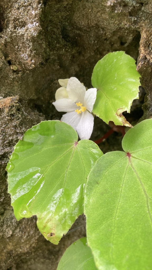 Begonia siccacaudata