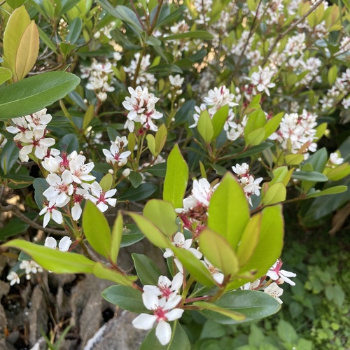 Rhaphiolepis umbellata