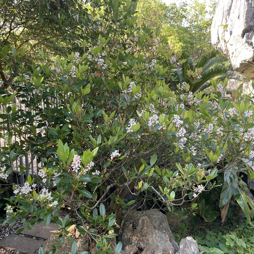 Rhaphiolepis umbellata