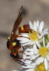 Megapterocheilus