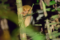 Cephalopachus bancanus