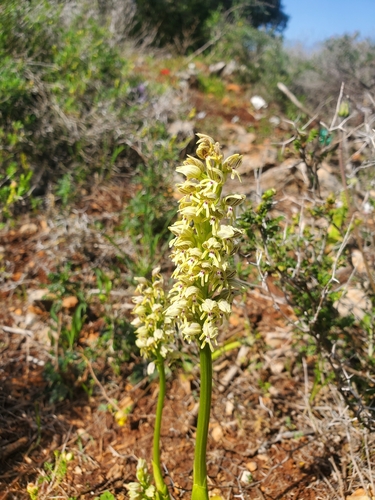 Image of Orchis galilaea by (c) Mitch Van Dyke, some rights reserved (CC BY)
