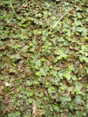 Marchantia foliacea