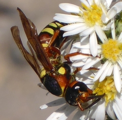 Megapterocheilus