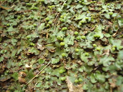 Marchantia foliacea