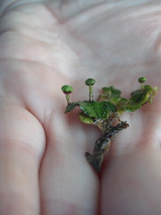 Marchantia foliacea