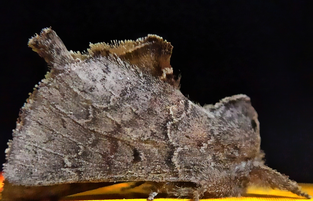 Micromelalopha undulata
