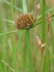 Cyperus lupulinus