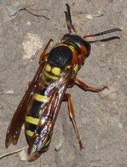 Megapterocheilus