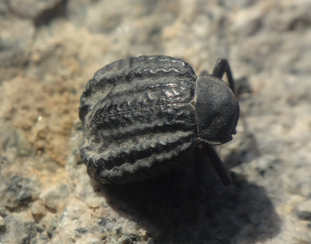Entomochilus horatii