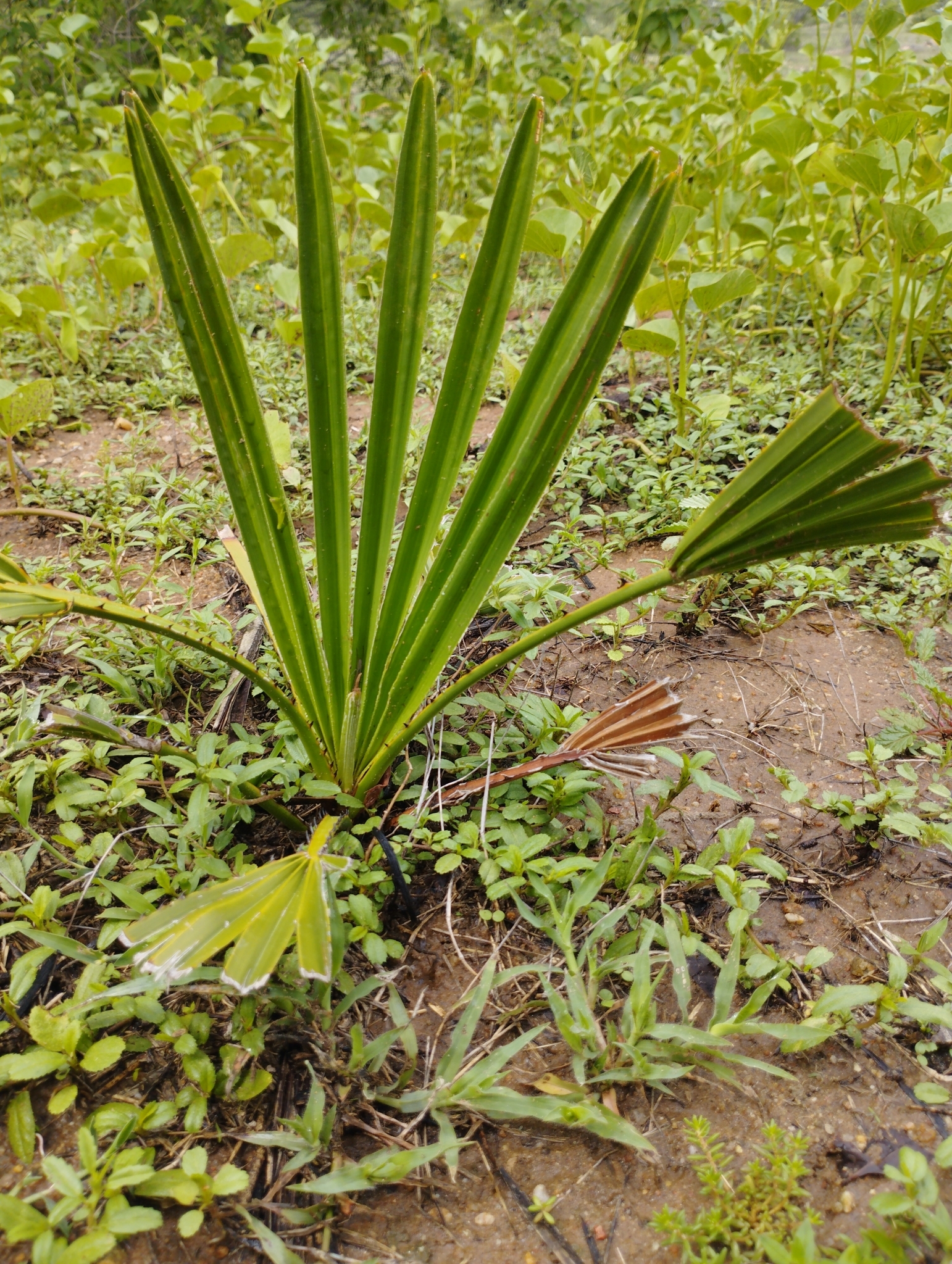 Copernicia prunifera