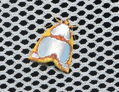 Titulcia confictella