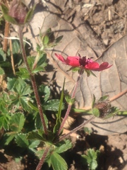 Potentilla nepalensis