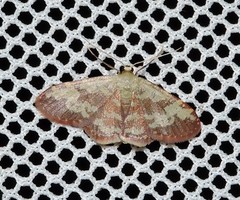 Idaea vacillata
