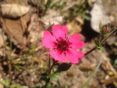 Potentilla nepalensis