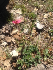 Potentilla nepalensis