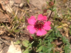 Potentilla nepalensis