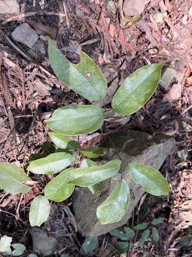Stauntonia obovatifoliola, photograph 6