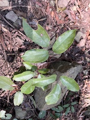 Stauntonia obovatifoliola, photograph 黃美滿, CC BY, iNaturalist via GBIF