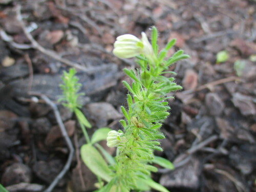 Image of Justicia kirkiana by no rights reserved