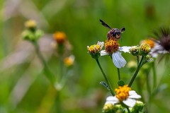 Anthidiellum perplexum