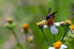 Anthidiellum perplexum