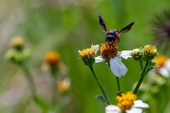 Anthidiellum perplexum