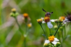 Anthidiellum perplexum