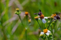 Anthidiellum perplexum