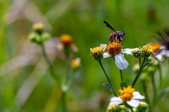 Anthidiellum perplexum