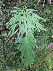 Selaginella involvens