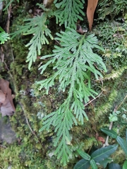 Selaginella involvens