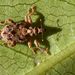 Austrocis bicaudatus - Photo (c) Beth,  זכויות יוצרים חלקיות (CC BY-NC), הועלה על ידי Beth