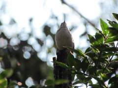 Thryomanes bewickii