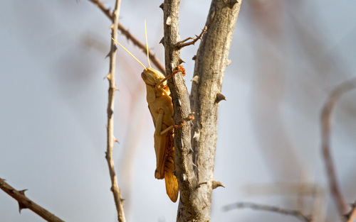 Garden Locust