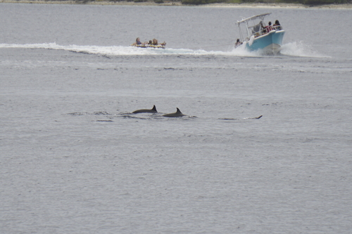 Spinner Dolphin