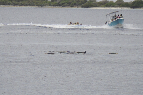 Spinner Dolphin