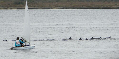 Spinner Dolphin