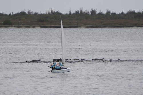 Spinner Dolphin